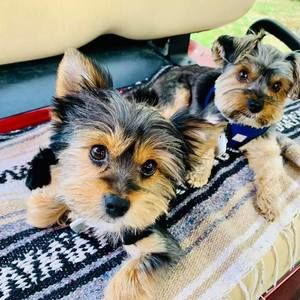 Meet your Posher, Linda